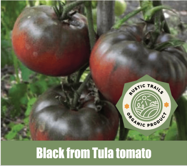 Black from Tula tomato